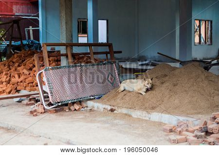 Familiar dog hiding on building on Don Det island in south Laos. Life on four thousands islands Si Phan Don on Mekhong river in south east asia during summer.