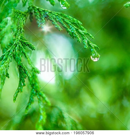 Closeup Of Water Drops on Coniferous Branches in The Park Outdoors. With Beautifully Blurred Background. Square Image Orientation
