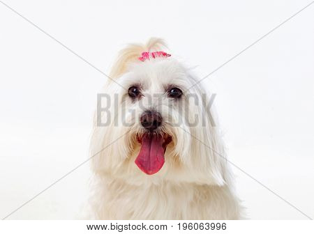 Portratit of a white dog with a pigtail Maltese bichon