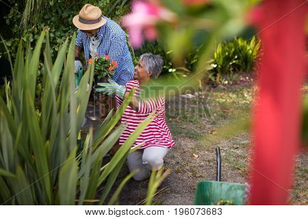 Senior couple planting flowers while gardening in yard
