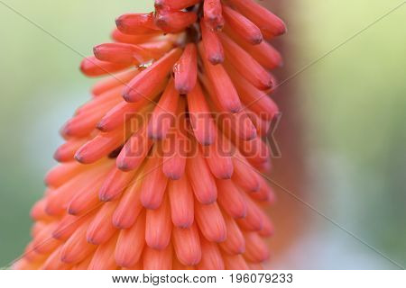 A red hot poker with a water droplet on it