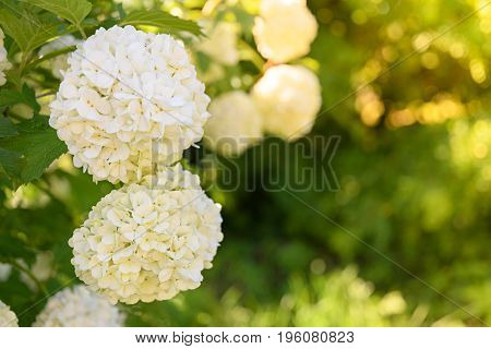 Decorative Kalina bush Viburnum or Buldonezh. Viburnum with white flowers a lot of buds