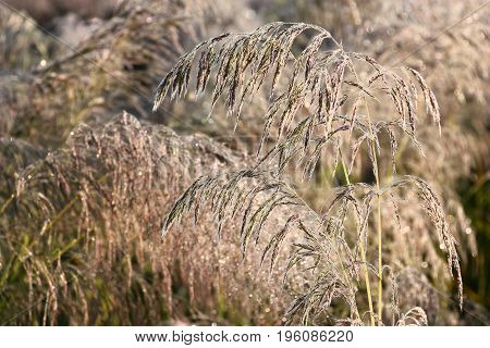 Runaways of a cereal grass are covered by small drops of dew. Under weight of water runaways were bent. Water drops sparkle in rising sun beams.