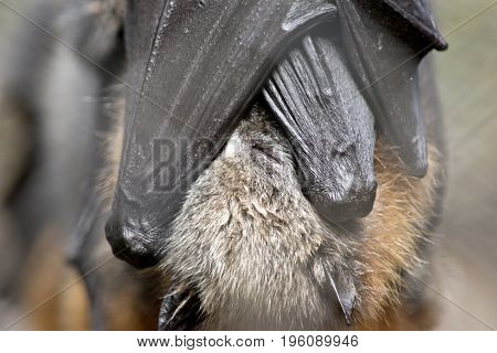 this is a close up of a fruit bats