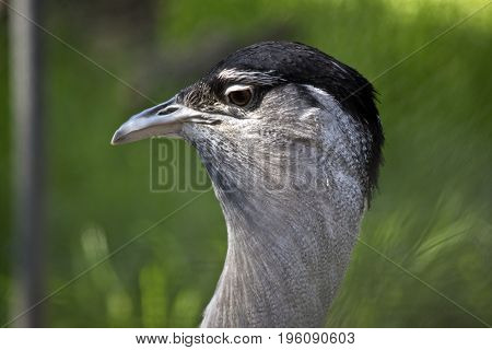 close up of a Australian Bustard in nature