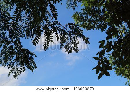 Green leaves sillouette across the blue sky.