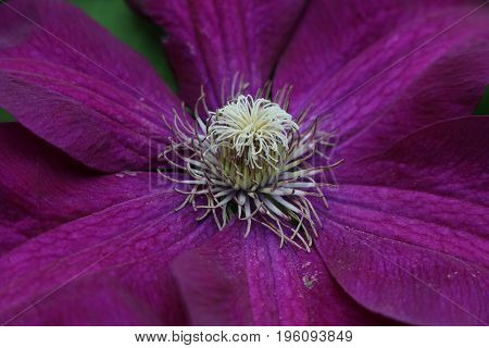 A purple flower is brightly lit in the garden.
