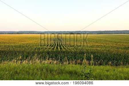 Long rows of growing corn appear against the horizon.