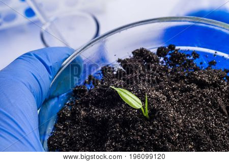 science biology ecology research and people concept - close up of scientist hands holding petri dish with plant and soil sample in bio laboratory