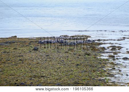 Stony Shore On Gardur In Iceland