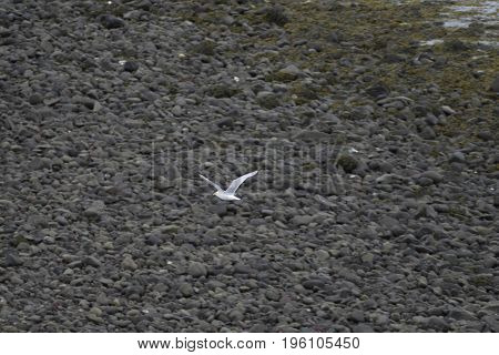 Stony Shore On Gardur In Iceland