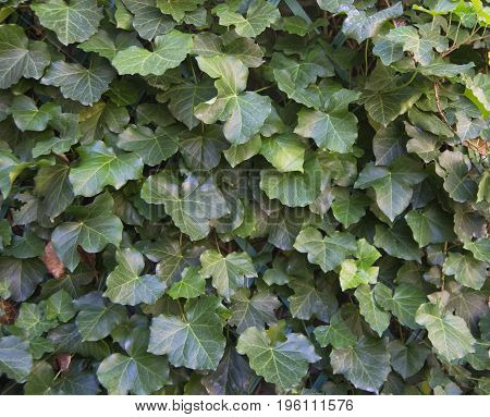 green ivy leaves on a wall used as background texture