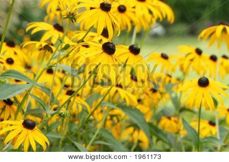 Campo di bella Coneflowers gialla, Echinacea Paradoxa.
