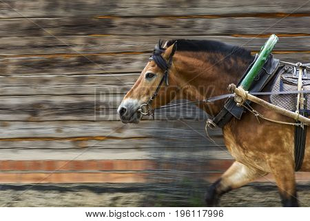 Red horse in a harness with a yoke a shaft and an arc.