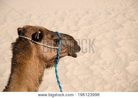 Camel For Tourist Traffic In A Dust In Tunisia