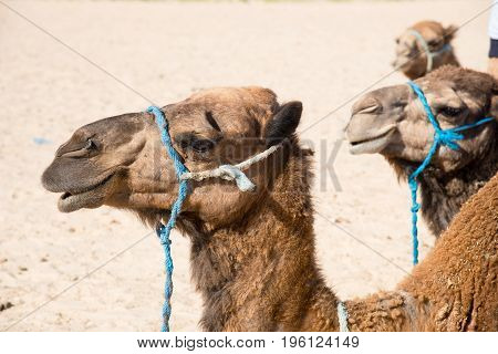 Camel For Tourist Traffic In A Dust In Tunisia