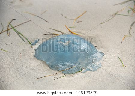 A Nettle-fish Is Beached On The Wet Sand.