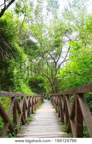 wooden bridge road in a rainforest landscape 1