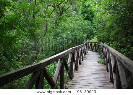 wooden bridge road in a rainforest landscape 1