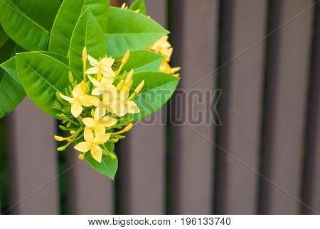 Ixora flower yellow in the garden select focus with shallow depth of field ( Common Name Ixora coccinea Rubiaceae)