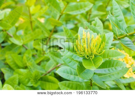 Ixora flower yellow in the garden select focus with shallow depth of field ( Common Name Ixora coccinea Rubiaceae)