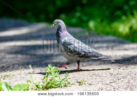 Grey Pidgeon/ Pidgin Sat On A Street