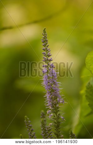 A beautiful longleaf speedwell flowering in a summer meadow. Veronica Longofolia.