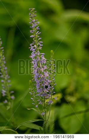 A beautiful longleaf speedwell flowering in a summer meadow. Veronica Longofolia.