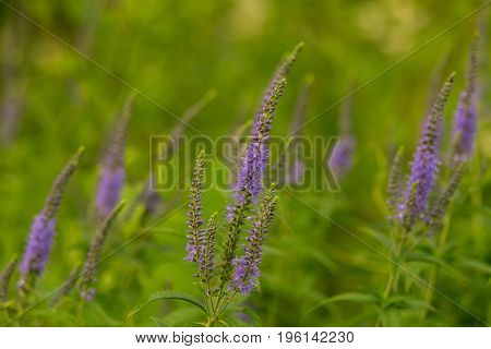 A beautiful longleaf speedwell flowering in a summer meadow. Veronica Longofolia.