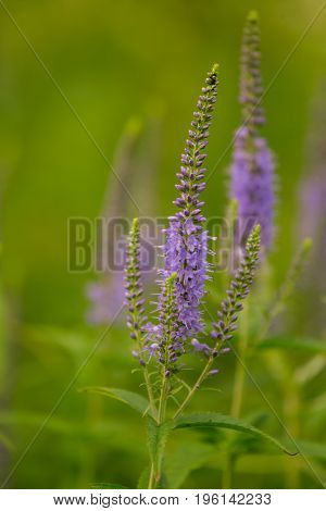 A beautiful longleaf speedwell flowering in a summer meadow. Veronica Longofolia.