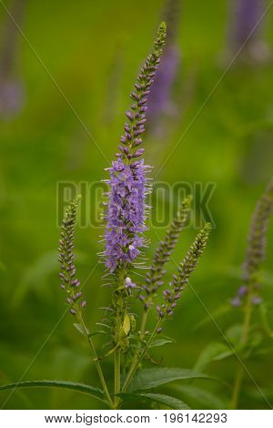 A beautiful longleaf speedwell flowering in a summer meadow. Veronica Longofolia.
