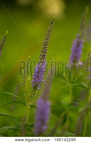 A beautiful longleaf speedwell flowering in a summer meadow. Veronica Longofolia.