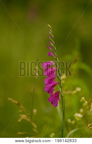A beautiful pink turkish marsh gladiolus blossoming in a sunny afternoon meadow. Vibrant natural scenery.