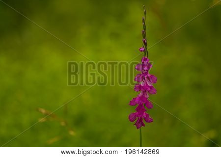A beautiful pink turkish marsh gladiolus blossoming in a sunny afternoon meadow. Vibrant natural scenery.