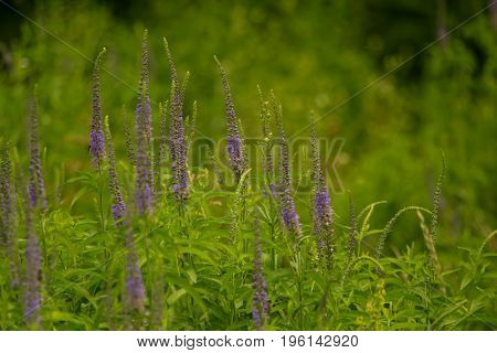 A beautiful longleaf speedwell flowering in a summer meadow. Veronica Longofolia.