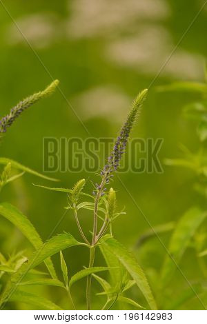 A beautiful longleaf speedwell flowering in a summer meadow. Veronica Longofolia.