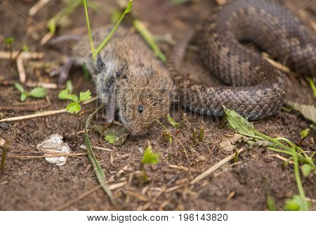 A dramatic closeup of a viper with a cought dead mouse. Circle of life.