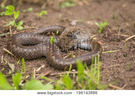 A dramatic closeup of a viper with a cought dead mouse. Circle of life.