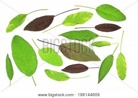 Leaves of various sage (salvia) isolated against white background