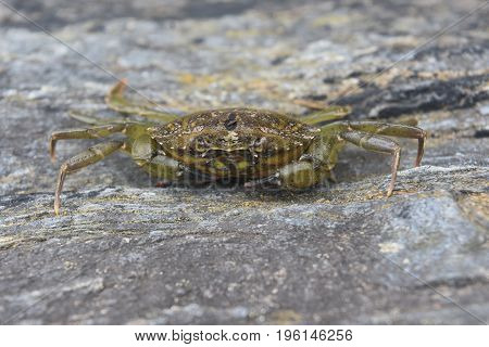 Mottled green crab to on a slate rock in Maine.