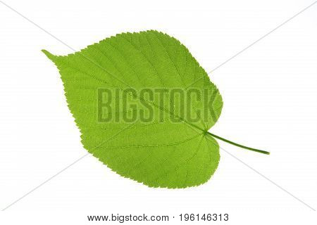 Single leaf isolated against white background (Tilia)