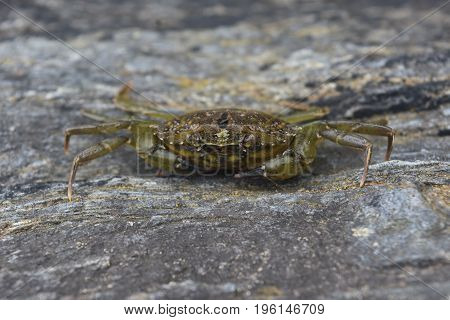 Maine crab sitting on a rock out of the water.