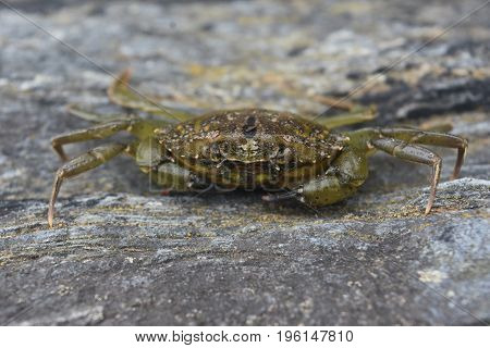 Crabs are crustaceans and are ocean dwellers.