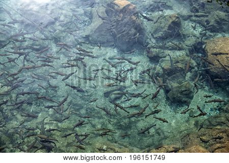 Flock of fish in the sacred source of Chashma Nurata Uzbekistan