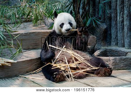 A Giant panda enjoy eating bamboo sticks