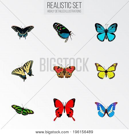 Realistic Sangaris, Morpho Hecuba, Checkerspot And Other Vector Elements