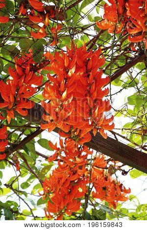 Newguinea creeper or red jade vine in nature