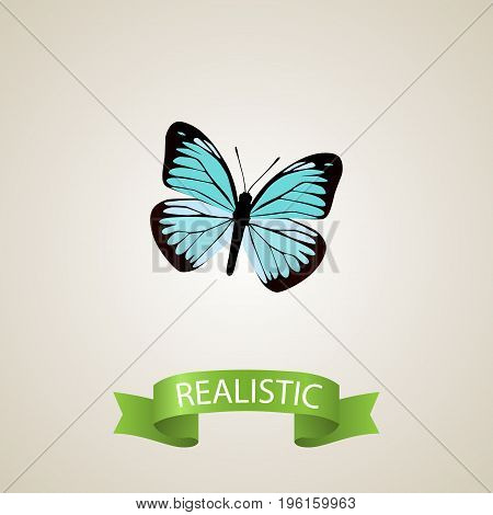 Realistic Demophoon Element. Vector Illustration Of Realistic Lexias Isolated On Clean Background