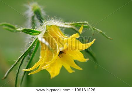 Flowering yellow flower of tomatoes growing in greenhouse, macro shot.