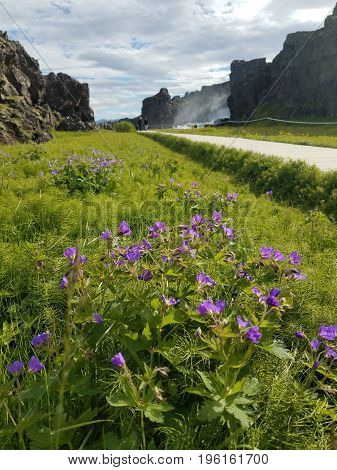 Mountains surround a wooden plank walkway with flowers